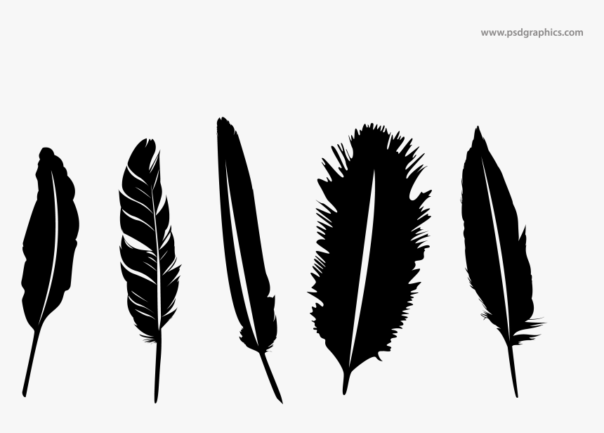 Detail Feather Transparent Background Nomer 44