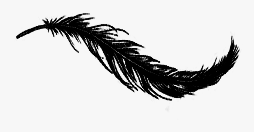 Detail Feather Transparent Background Nomer 48