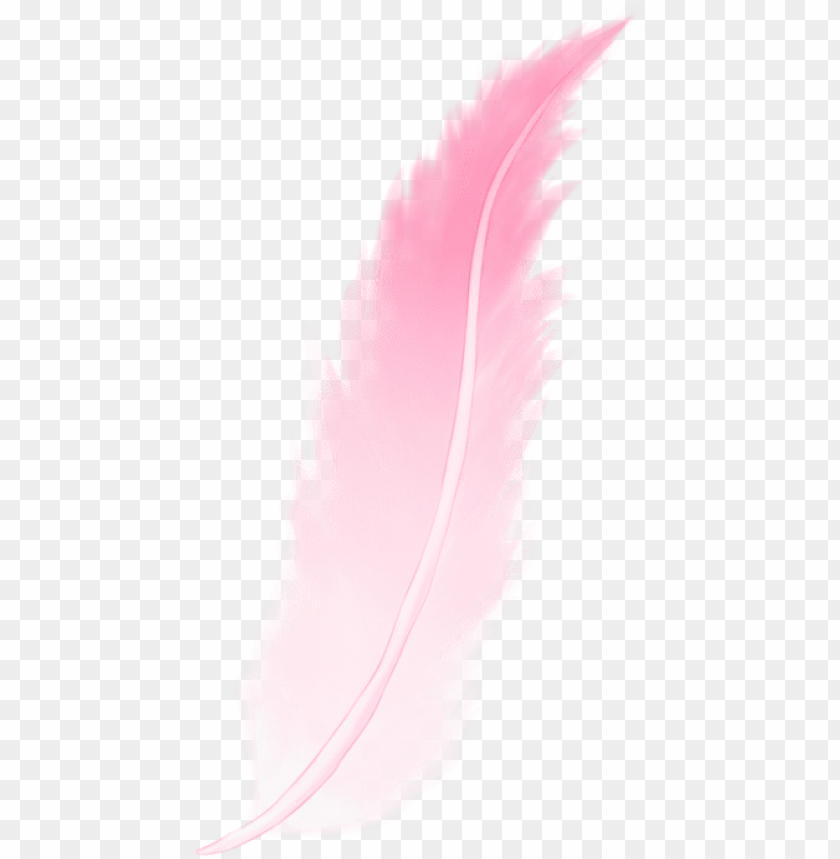 Detail Feather Transparent Background Nomer 51