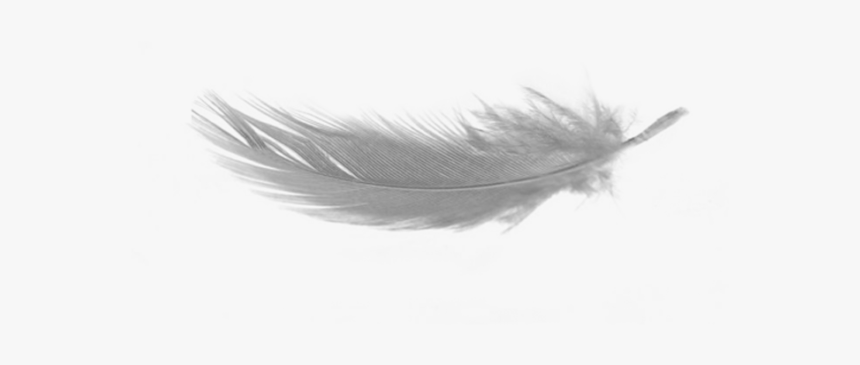 Detail Feather Transparent Background Nomer 7