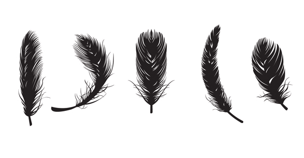 Detail Feather Vector Png Nomer 13