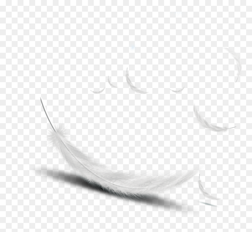 Detail Feather Vector Png Nomer 37