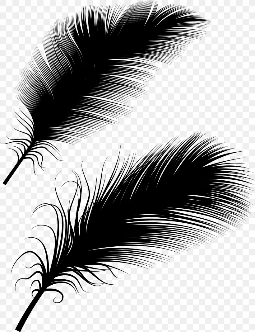 Detail Feather Vector Png Nomer 41