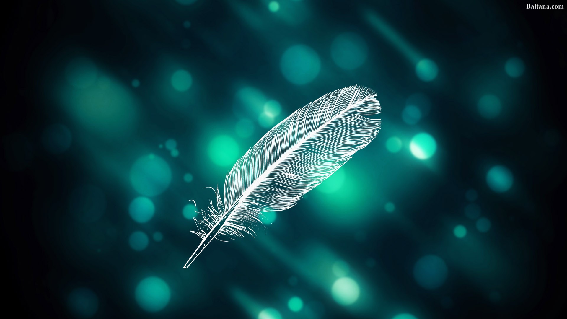 Detail Feather Wallpaper Hd Nomer 21