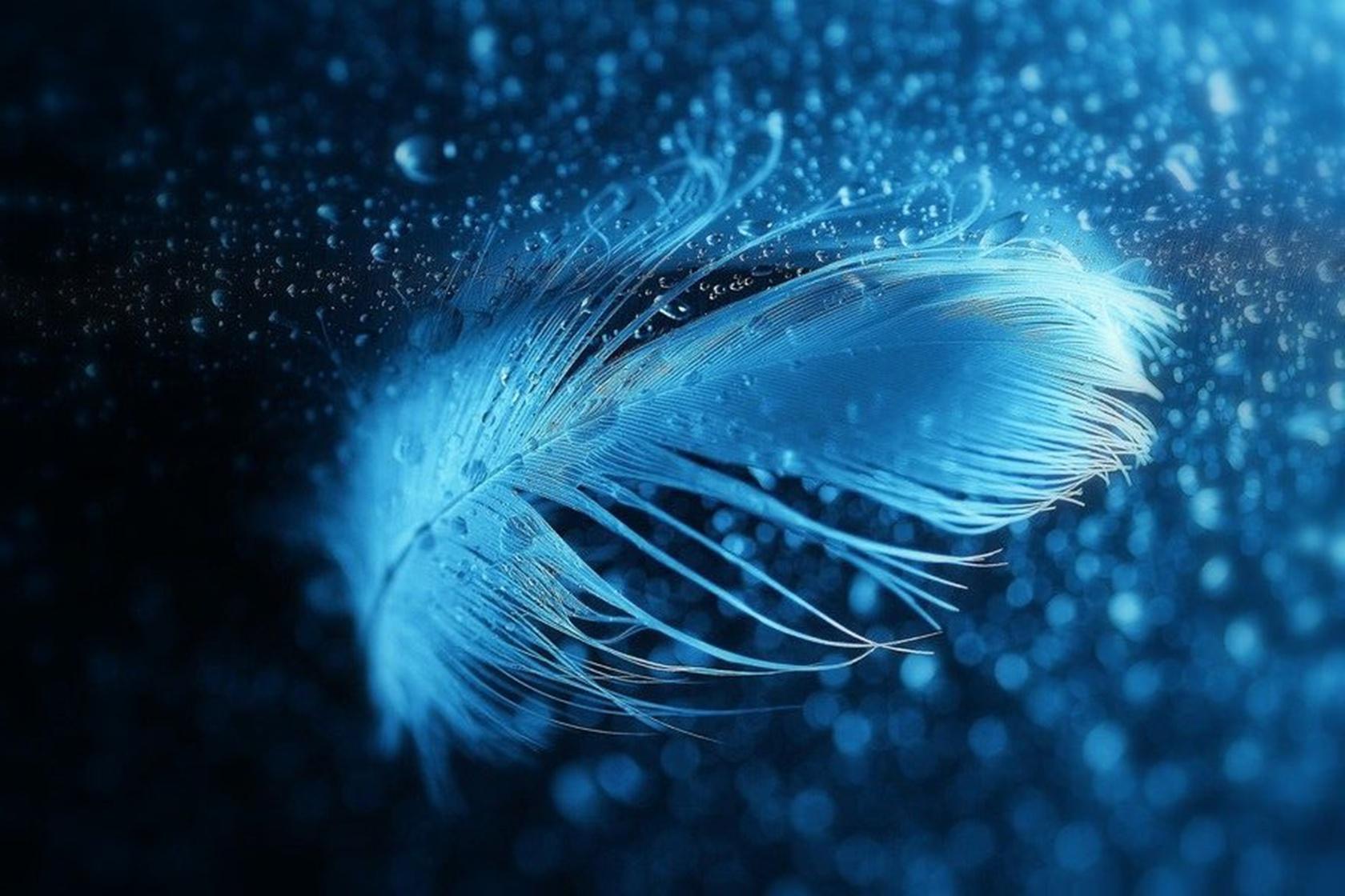 Detail Feather Wallpaper Hd Nomer 5