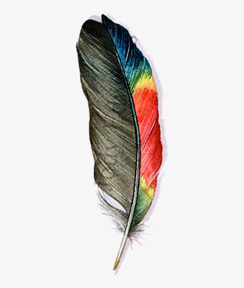 Detail Feather With Transparent Background Nomer 16