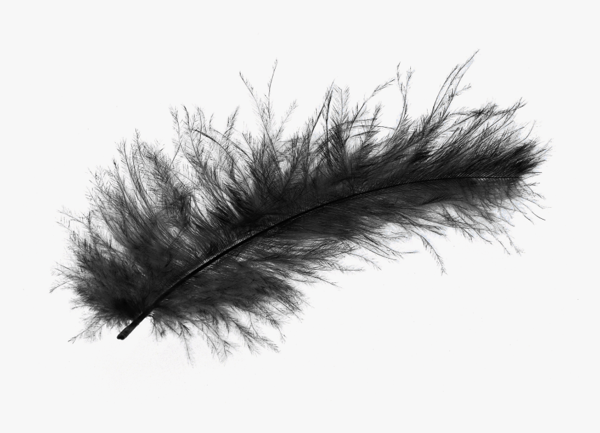 Detail Feather With Transparent Background Nomer 19