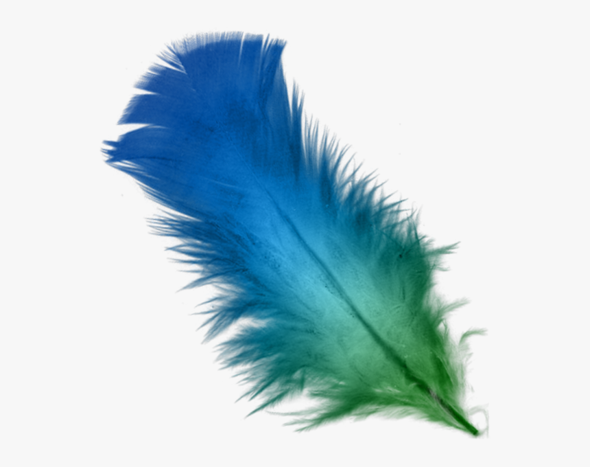 Detail Feather With Transparent Background Nomer 21