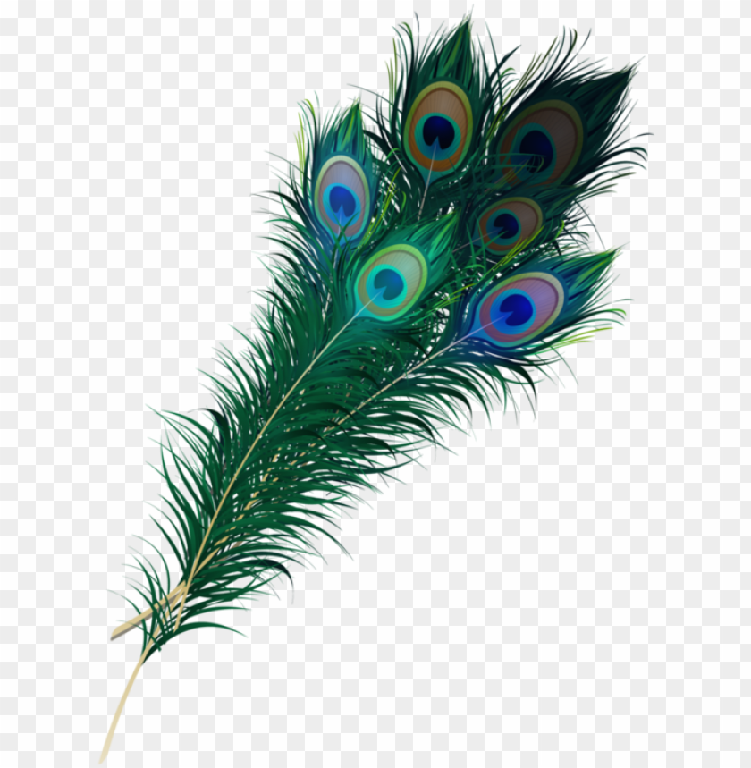 Detail Feather With Transparent Background Nomer 22