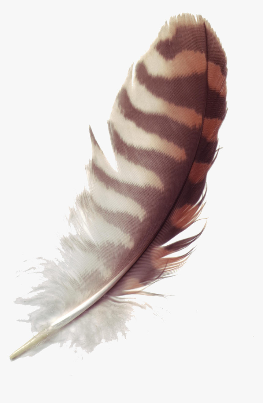 Detail Feather With Transparent Background Nomer 28