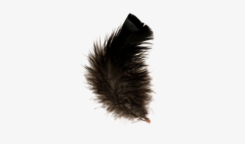 Detail Feather With Transparent Background Nomer 32