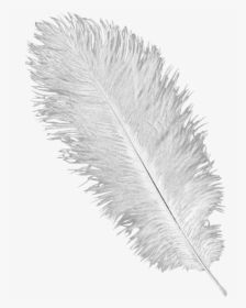 Detail Feather With Transparent Background Nomer 36
