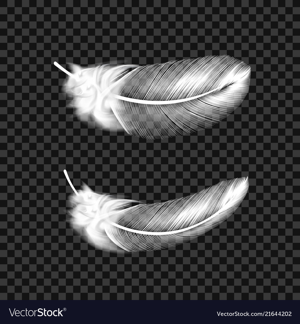 Detail Feather With Transparent Background Nomer 5