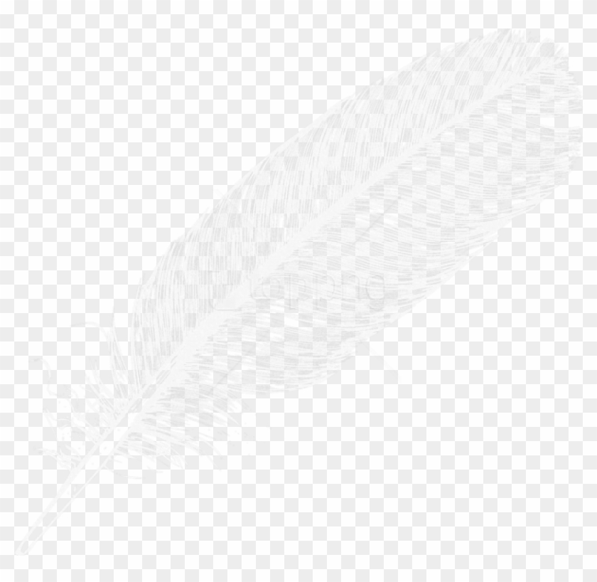 Detail Feather With Transparent Background Nomer 49