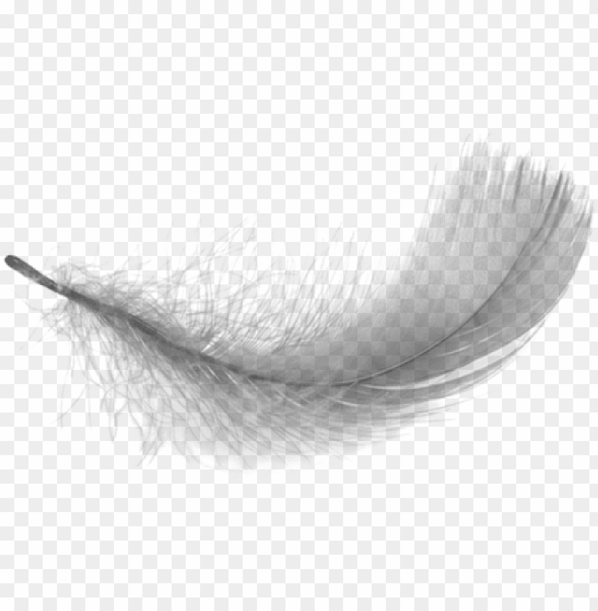 Detail Feather With Transparent Background Nomer 50