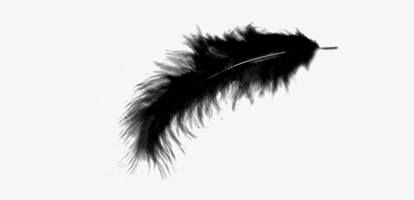 Detail Feathers Transparent Nomer 20