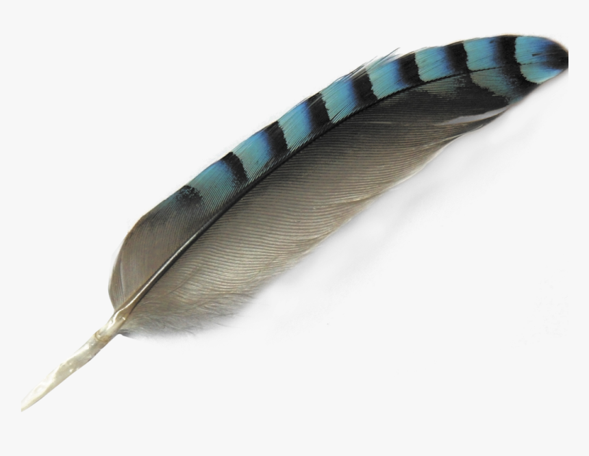 Detail Feathers Transparent Nomer 21