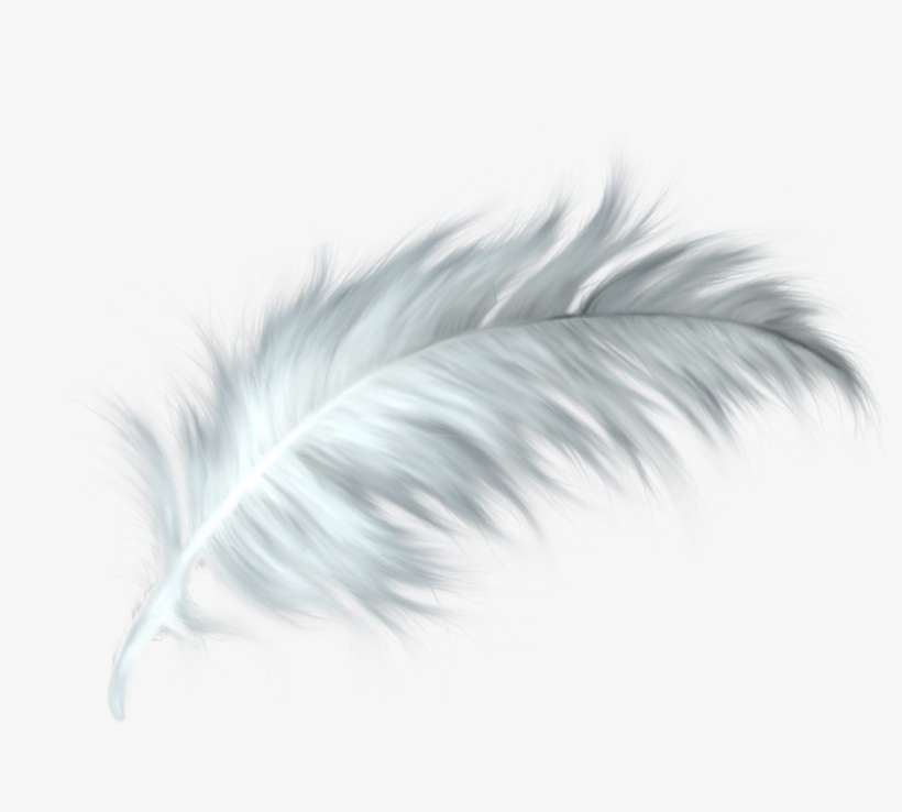 Detail Feathers Transparent Nomer 3