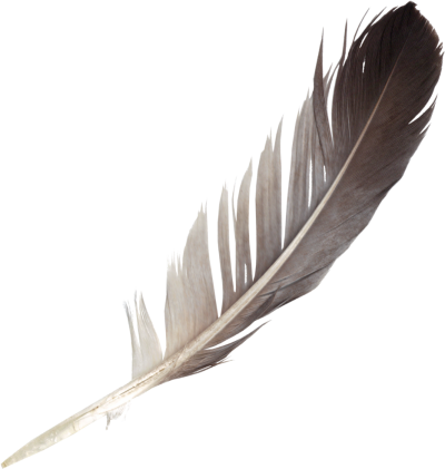 Detail Feathers Transparent Nomer 34