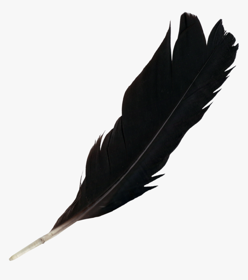 Detail Feathers Transparent Nomer 35