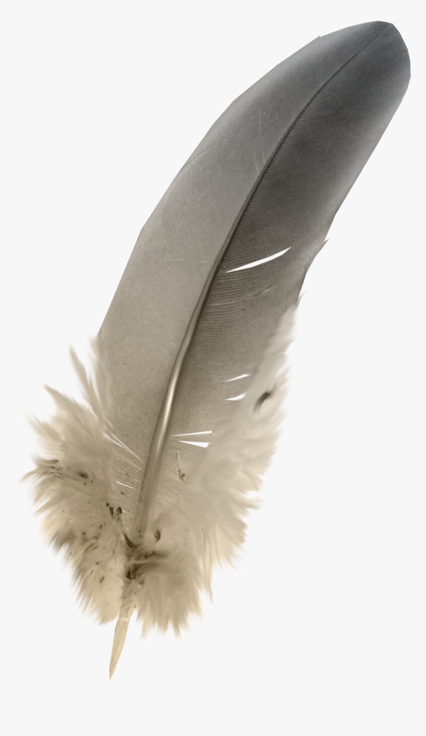 Detail Feathers Transparent Nomer 39