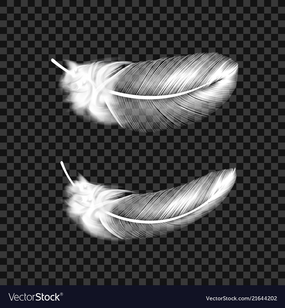 Detail Feathers Transparent Nomer 5