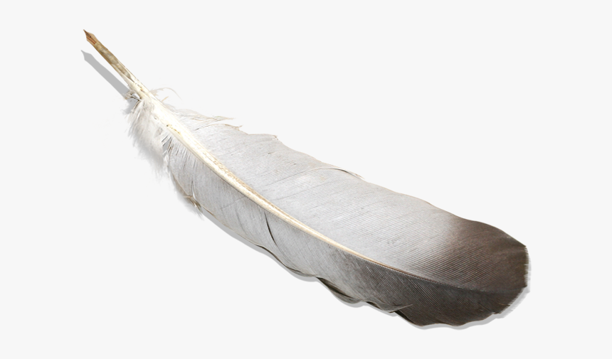 Detail Feathers Transparent Nomer 44