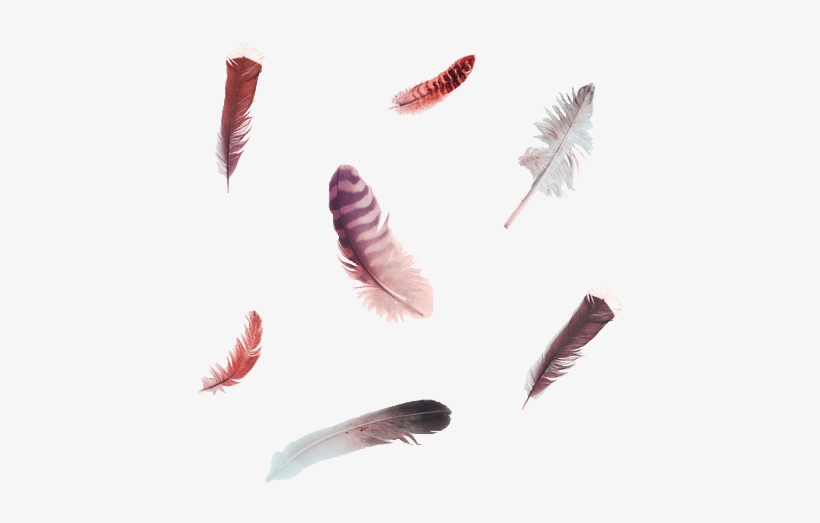 Detail Feathers Transparent Nomer 51