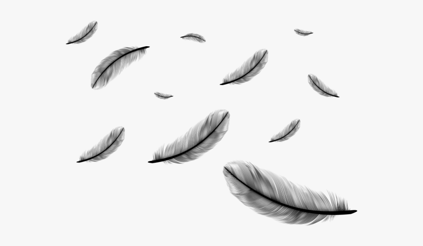 Detail Feathers Transparent Background Nomer 14