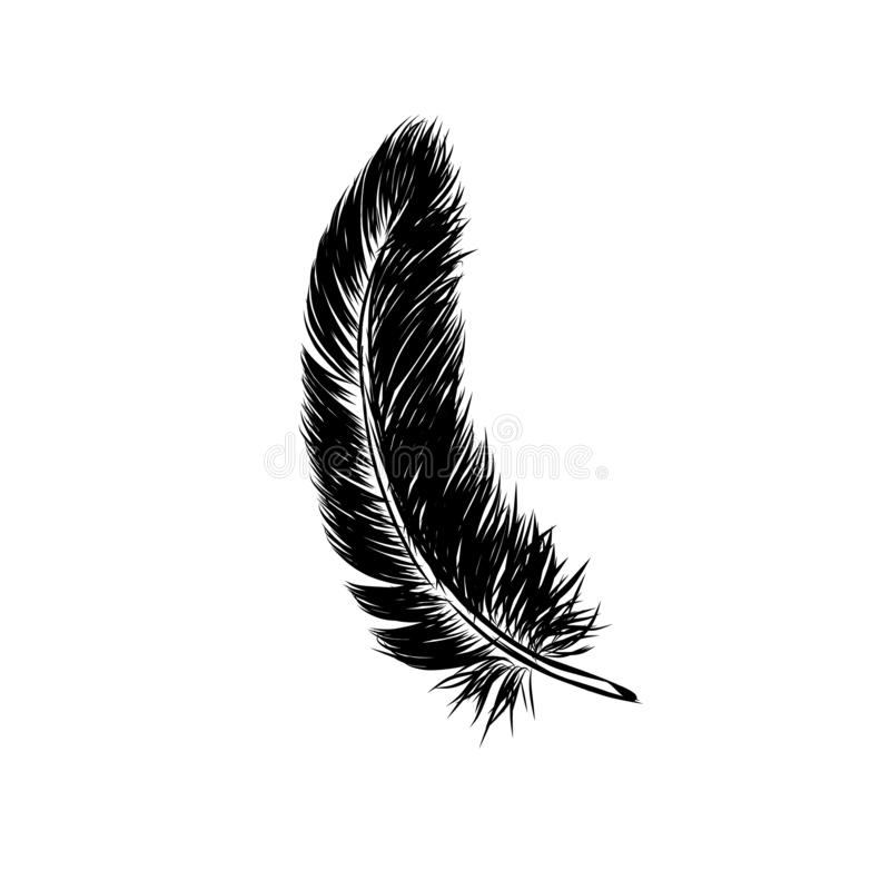Detail Feathers Transparent Background Nomer 19