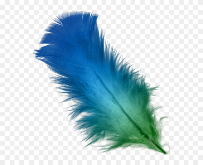 Detail Feathers Transparent Background Nomer 22