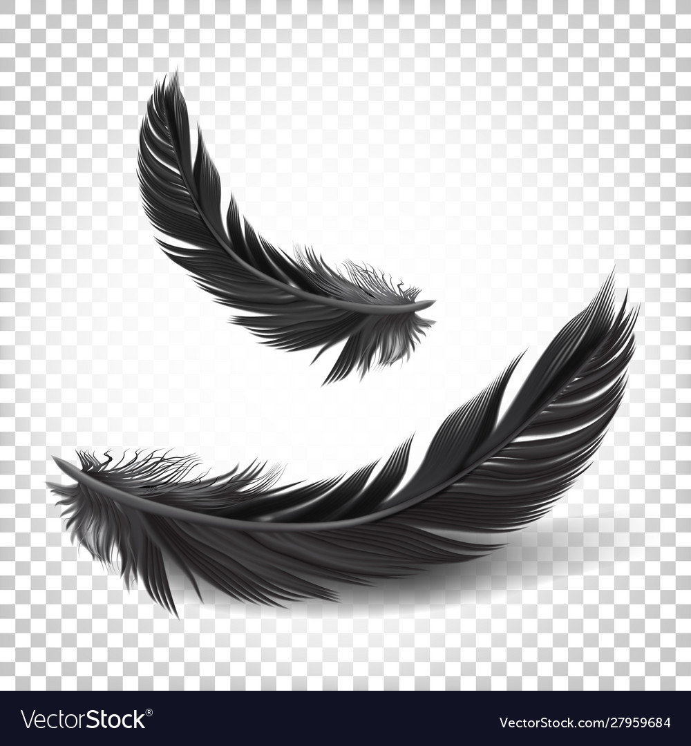 Detail Feathers Transparent Background Nomer 28