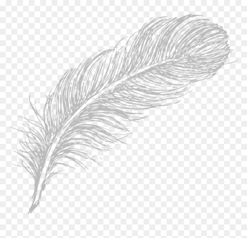 Detail Feathers Transparent Background Nomer 33