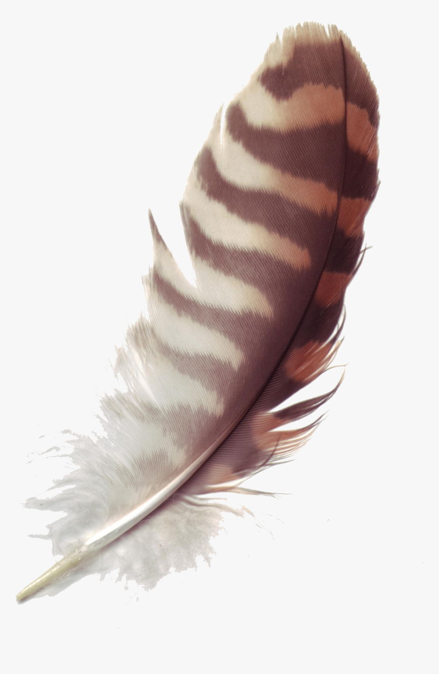 Detail Feathers Transparent Background Nomer 34