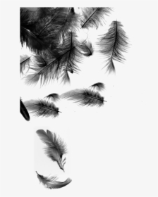 Detail Feathers Transparent Background Nomer 39