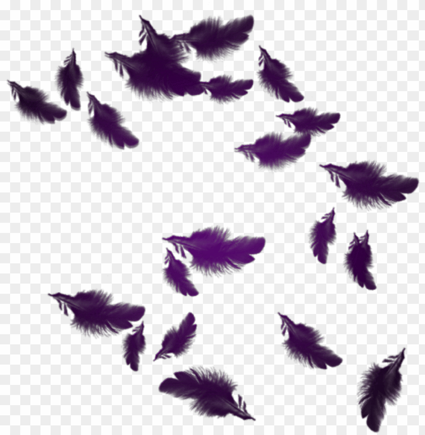 Detail Feathers Transparent Background Nomer 40