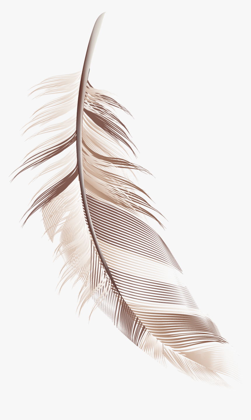 Detail Feathers Transparent Background Nomer 47