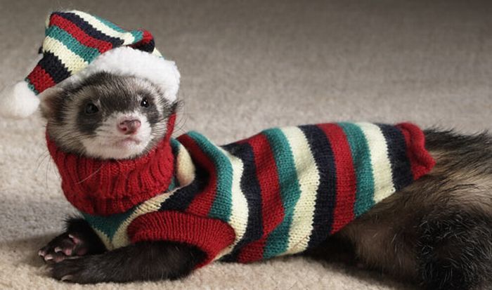 Detail Ferret Christmas Sweater Nomer 16