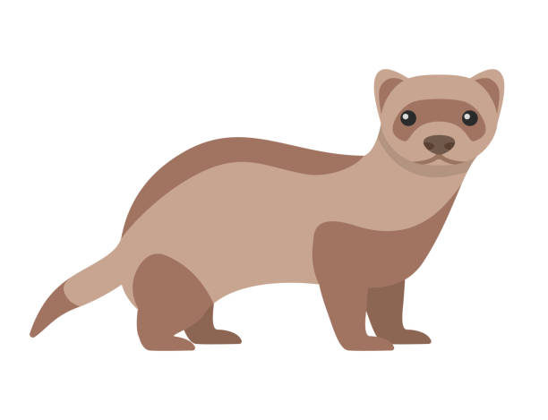 Ferret Clipart - KibrisPDR