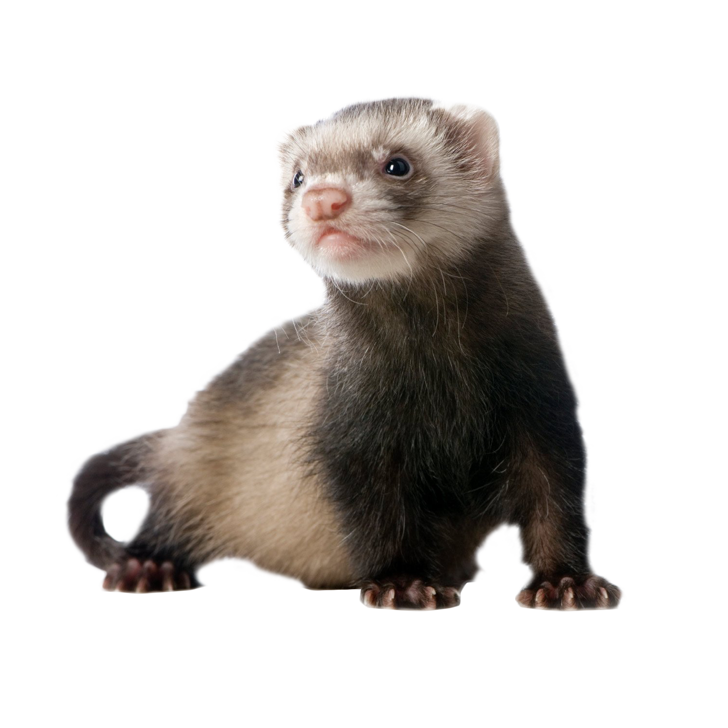 Detail Ferret Clipart Nomer 35