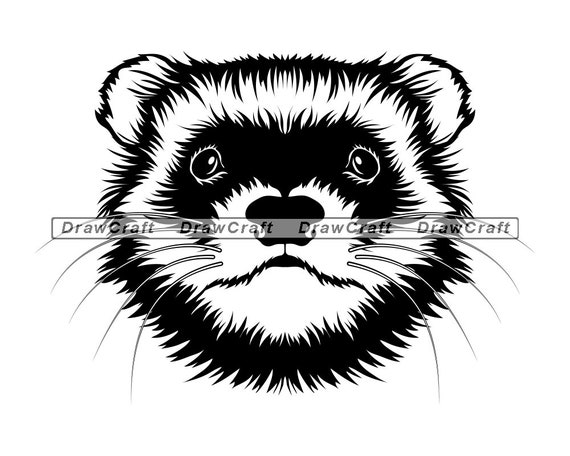 Download Ferret Clipart Nomer 45