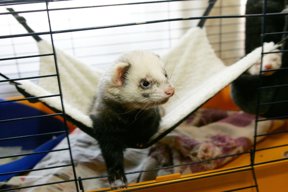 Detail Ferret Cube Hammock Nomer 46