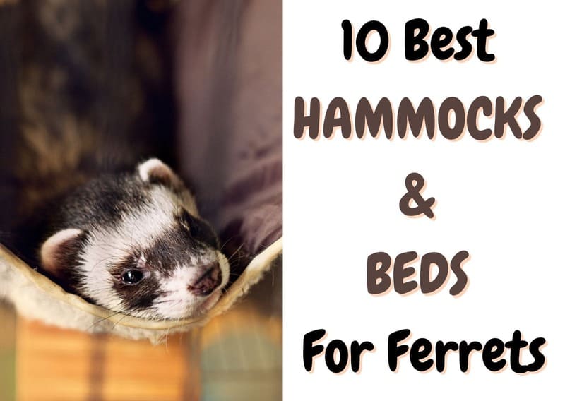 Detail Ferret Cube Hammock Nomer 49