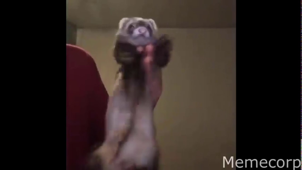 Ferret Dancing Meme - KibrisPDR