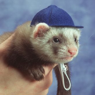 Ferret Hats - KibrisPDR