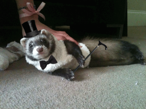 Download Ferret Hats Nomer 55