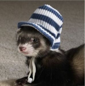 Detail Ferret Hats Nomer 9