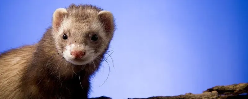 Detail Ferret Images Nomer 31