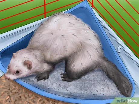 Detail Ferret Litter Size Nomer 5