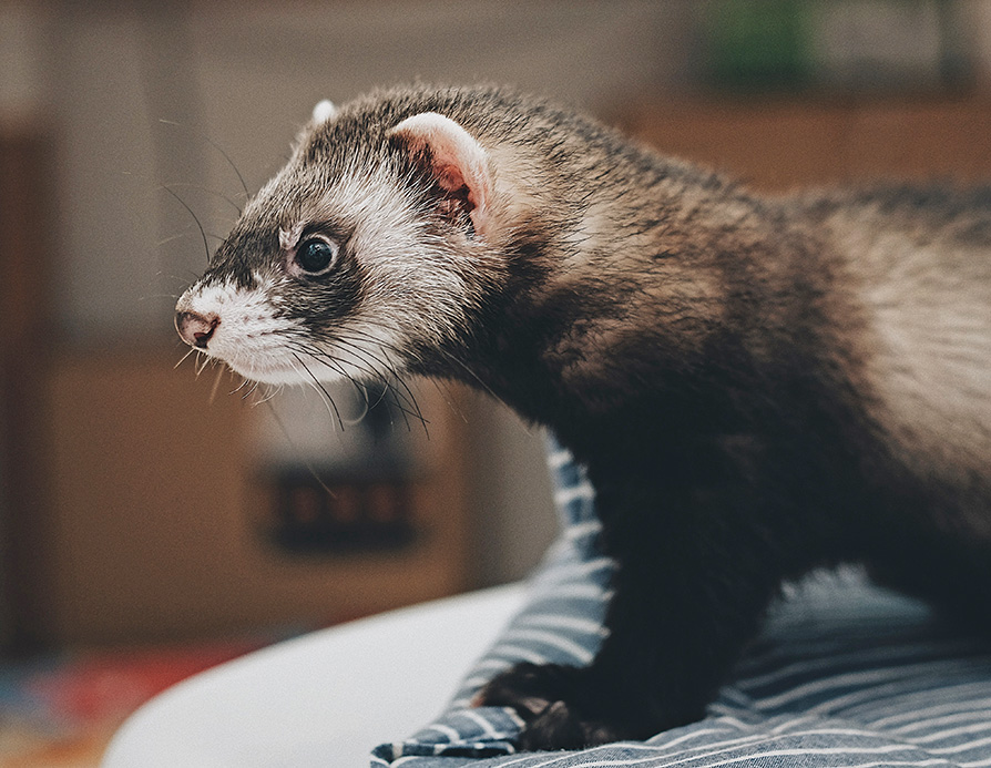 Detail Ferret Pic Nomer 10